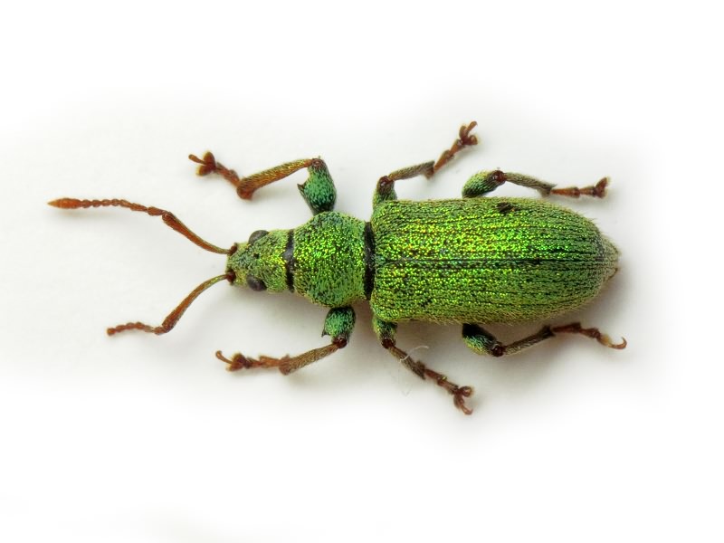 Phyllobius argentatus (Linnaeus, 1758)